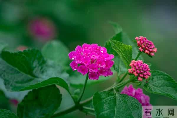 人老了最大的悲哀不是病，不是死，而是家里只剩一个人孤独的活着