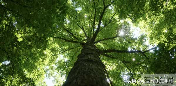 觉醒即翻盘：8条人生公式，助你扎根向上破局