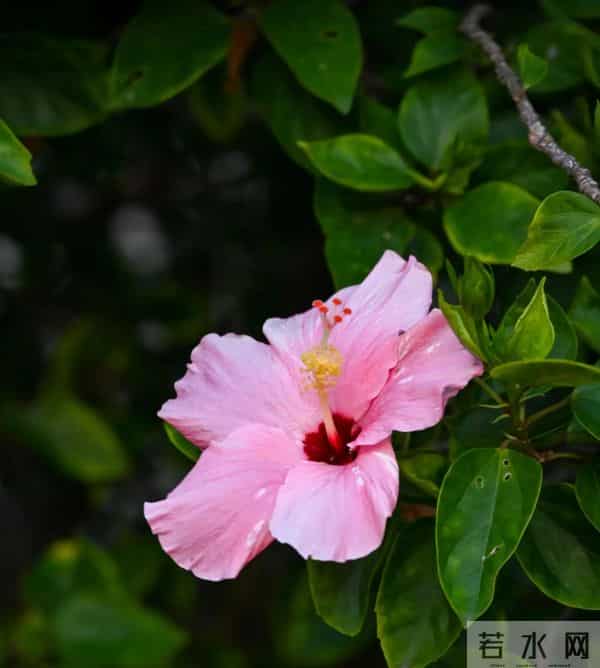 人生苦短，我只要你来陪