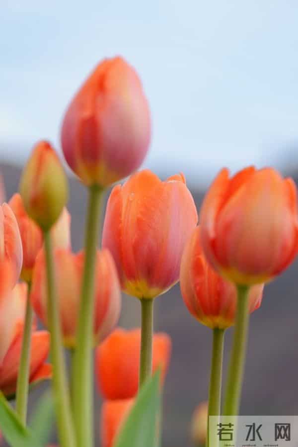 搞定女人的“千古定律”：不是花钱讨好，而是做好这件“笨事”