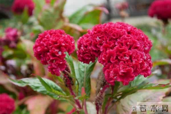 今晚过后霉运清零啦，明天开始，好运要像小尾巴跟着你咯！