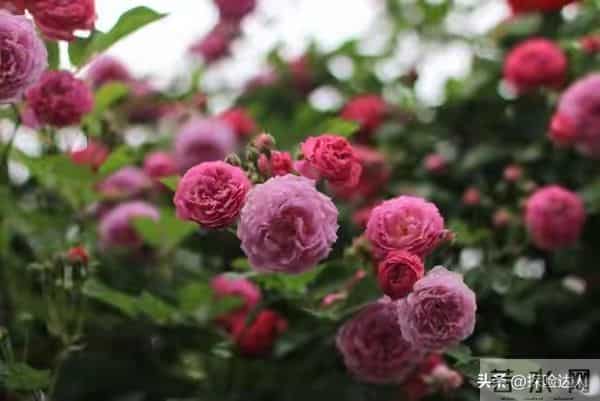 人有五相，不富也旺一个女人拥有这5种面相，很有福气