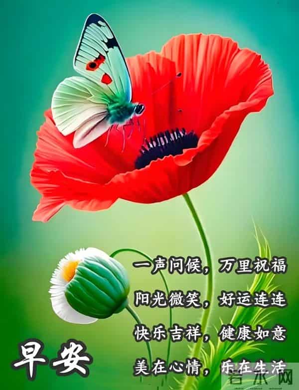 11月30日周日早安 早上好图片最新今天 温馨淡雅的周日早安美图