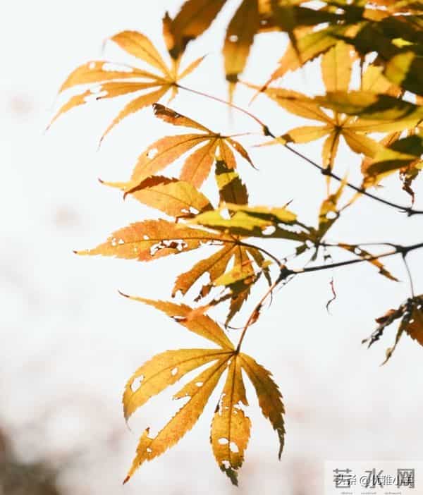人到中年才顿悟：不论男女，只要有过一次背叛，晚年只剩两种活法