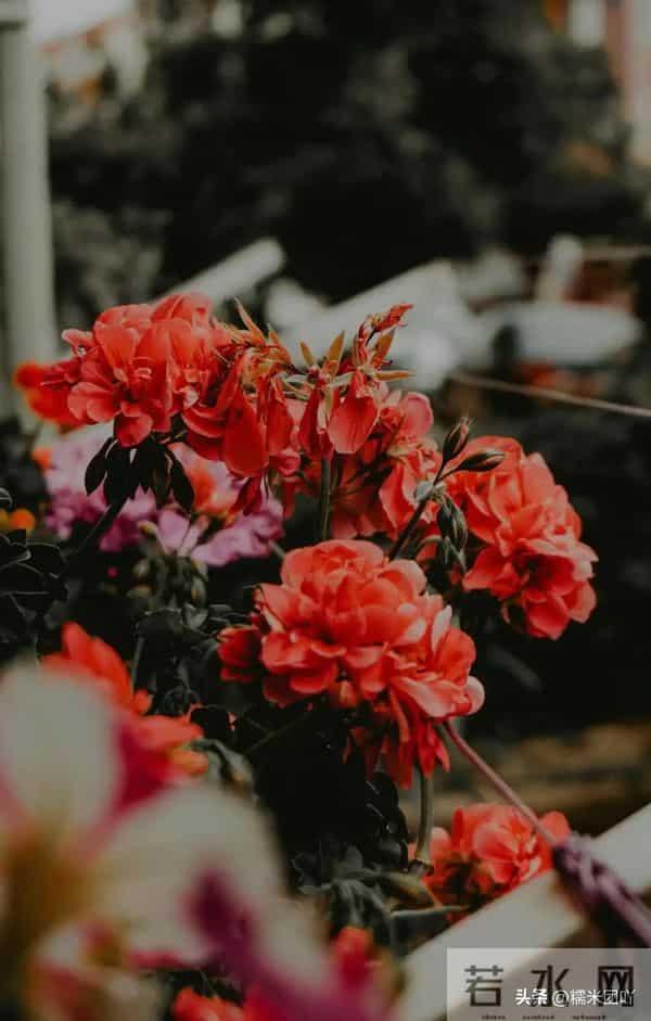 女人真正动情后，从不主动，而是在这三种行为上“默许”你，很准