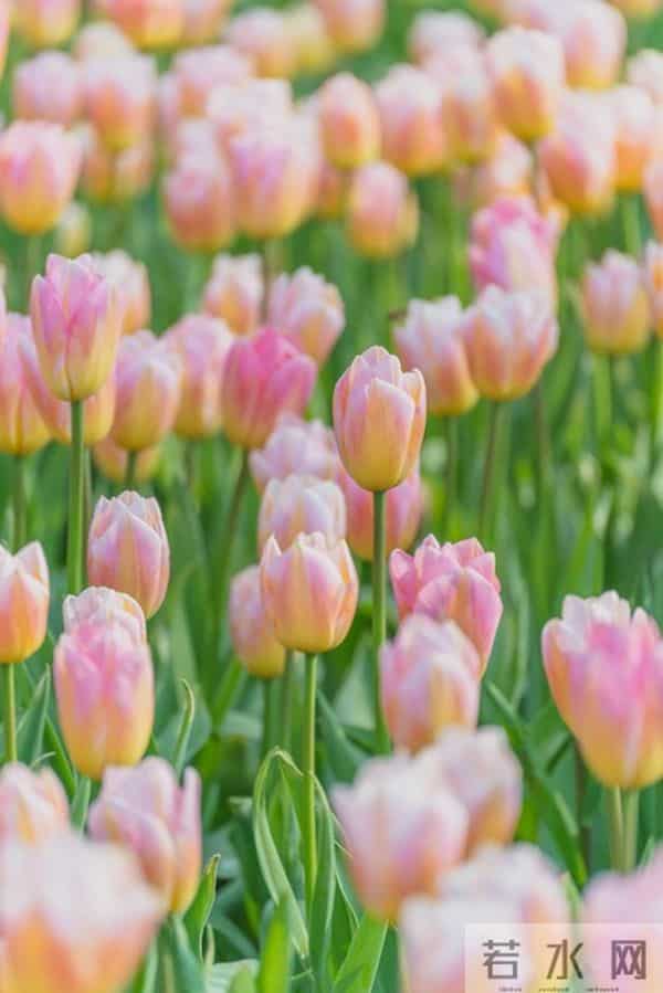 搞定女人的“千古定律”：不是花钱讨好，而是做好这件“笨事”