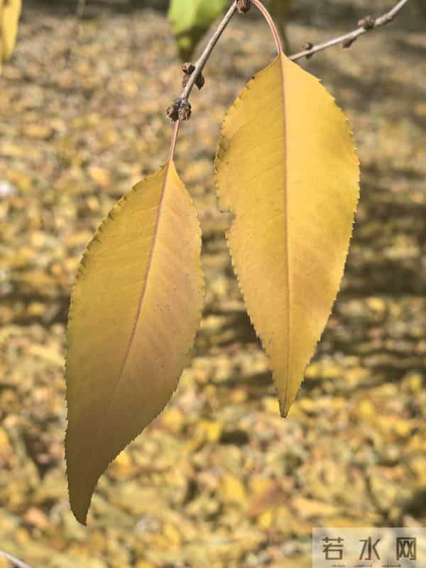 十一月，走了，带着人间最后一场繁华