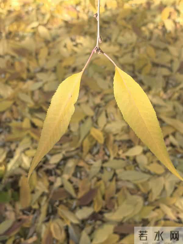 十一月，走了，带着人间最后一场繁华