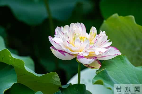 一个情字，牵绊了一生，余生，我只会爱你一人