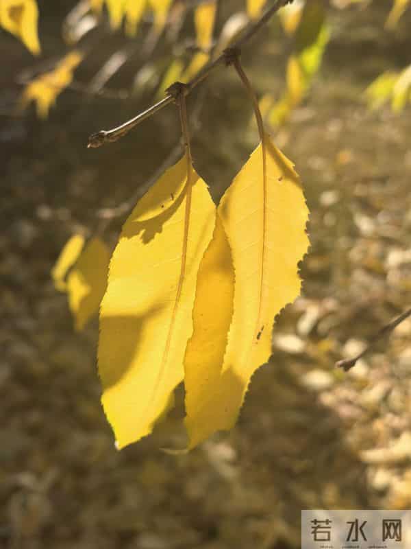 十一月，走了，带着人间最后一场繁华