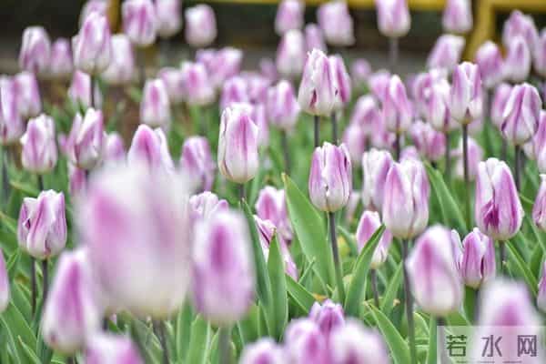 女人被你征服后，不会主动告白，但会这样做