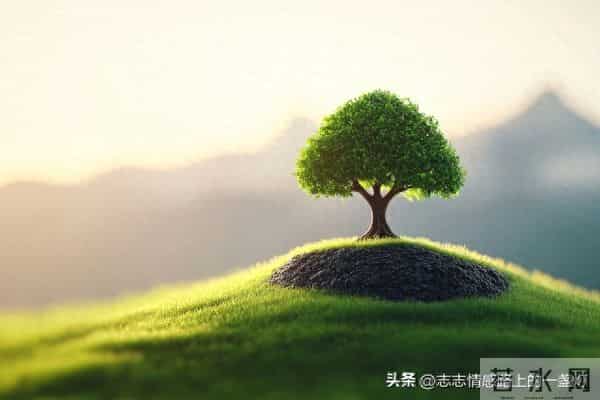 曾经以为中年是妥协，其实它教会我们释怀，看淡得失才能守住幸福