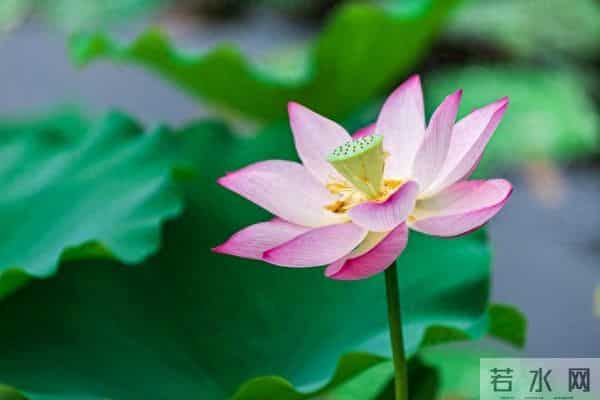 一个情字，牵绊了一生，余生，我只会爱你一人