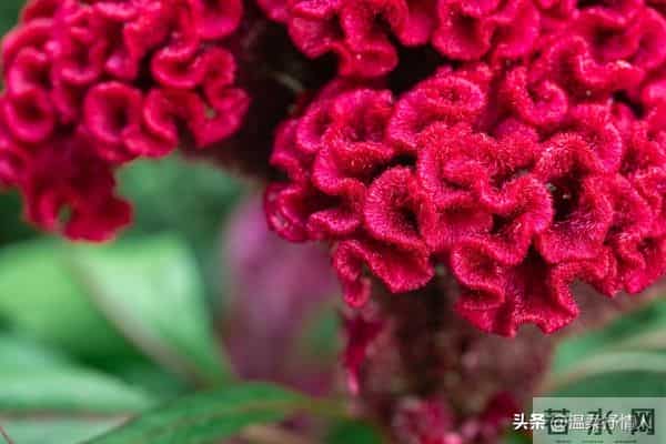 今晚过后霉运清零啦，明天开始，好运要像小尾巴跟着你咯！