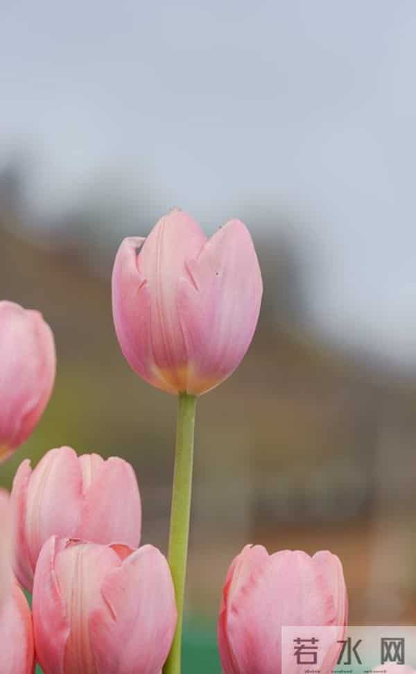 搞定女人的“千古定律”：不是花钱讨好，而是做好这件“笨事”