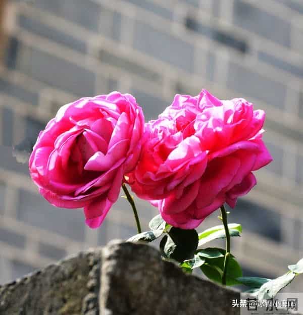 越是想征服一个男人，越不要主动，而是学会“晾”着他