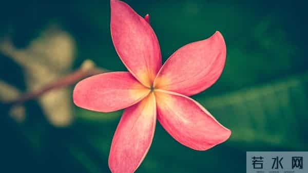 12月1日至12月4日星期一，双鱼座，喜事天天添！