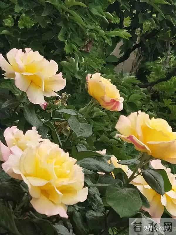 婆婆英雄媳好汉176（原创）