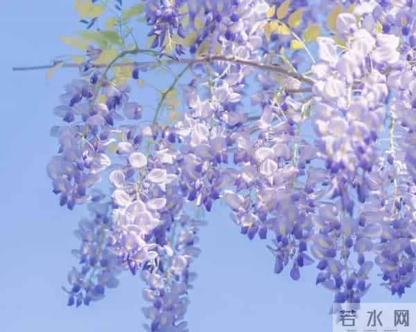 阿紫在灵性方面的超绝天赋一方面让她站在一个更高的视角，一方面也带给她更多的情绪漩涡