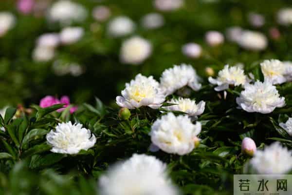 我在等，我在盼，等一场重逢，盼一世相依