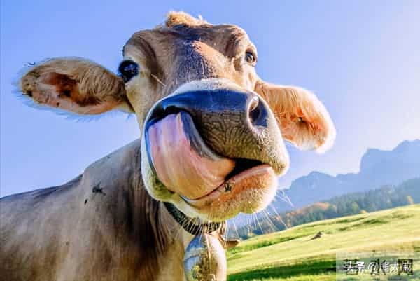 金牛座的爱深得吓人 沉默里藏温度 心里火大得很 爱恨全藏得让人心颤