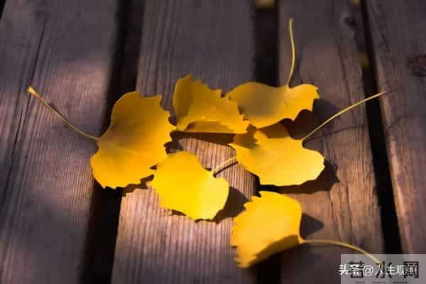 31页日光书—最是人间留不住，朱颜辞镜花辞树—再见11月你好12月