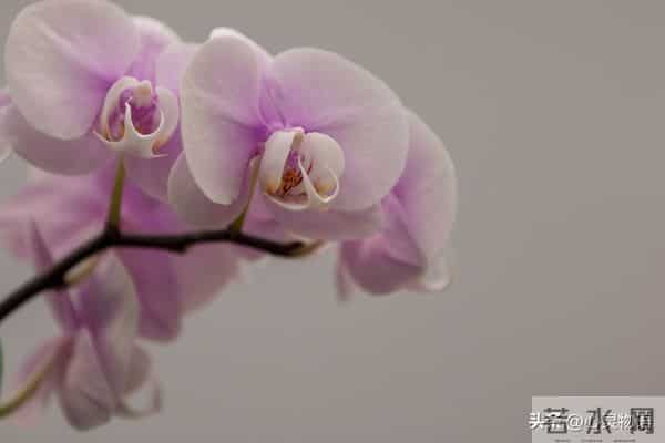 男人一碰女人这里，她就立马投降的两处“死穴”