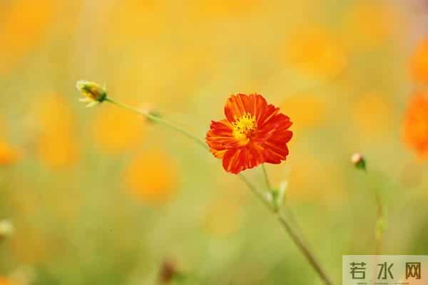 想你了，我最爱的人，相隔万水千山，相思朝朝暮暮
