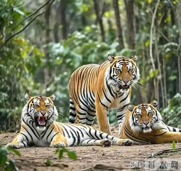 别让“虎气”反噬你:属虎人一生中,最容易“栽跟头”的两个十年