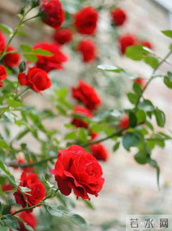 女人真正动情后，从不主动，而是在这三种行为上“默许”你，很准