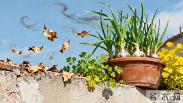 散文：一花一世界，一生一归期