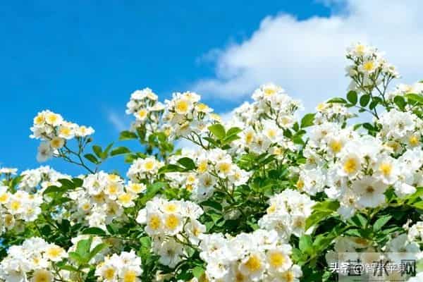 弘一法师：女人最大的悲哀，是终其一生都未曾真正爱过自己。