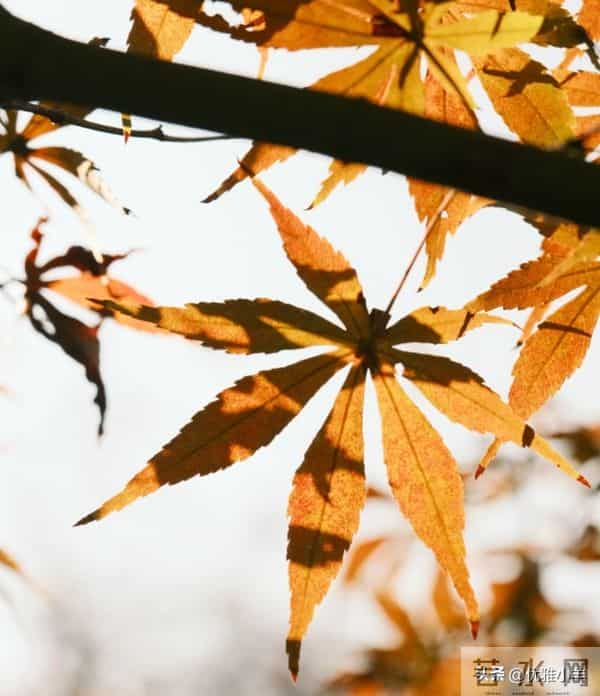 人到中年才顿悟：不论男女，只要有过一次背叛，晚年只剩两种活法