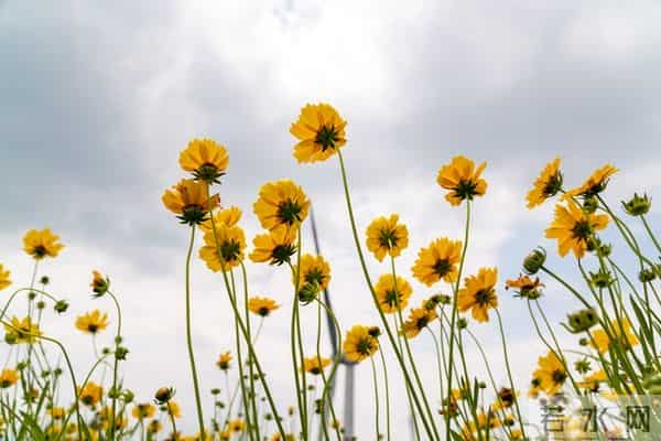 想你，在晨风中，在夕阳下，在暖暖的阳光下