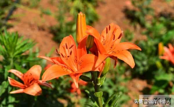 今晚过后霉运清零啦，明天开始，好运要像小尾巴跟着你咯！