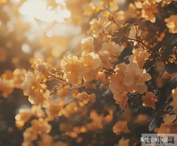 中年男人越是喜欢你，见到你之后，这些反应越明显