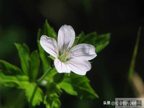 一句话让你一生不生气，做到了，你就是人生赢家！