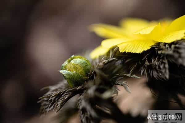 从明天起，万事皆成，对自己说：好运开启，万事顺意
