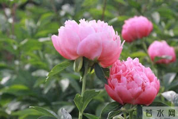 我在等，我在盼，等一场重逢，盼一世相依