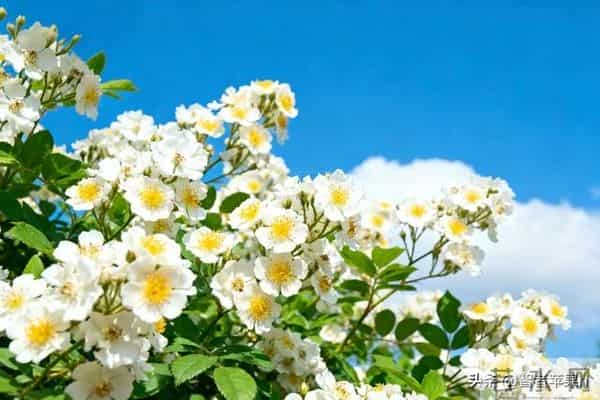 弘一法师：女人最大的悲哀，是终其一生都未曾真正爱过自己。