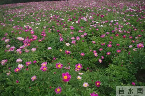 我在等，我在盼，等一场重逢，盼一世相依