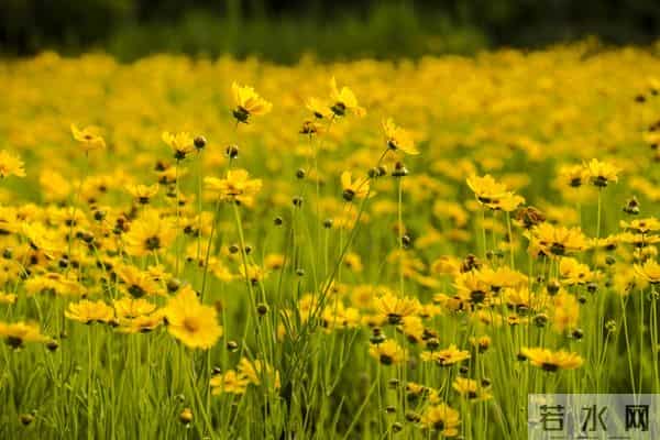想你了，我最爱的人，相隔万水千山，相思朝朝暮暮
