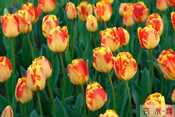 女人被你征服后，不会主动告白，但会这样做