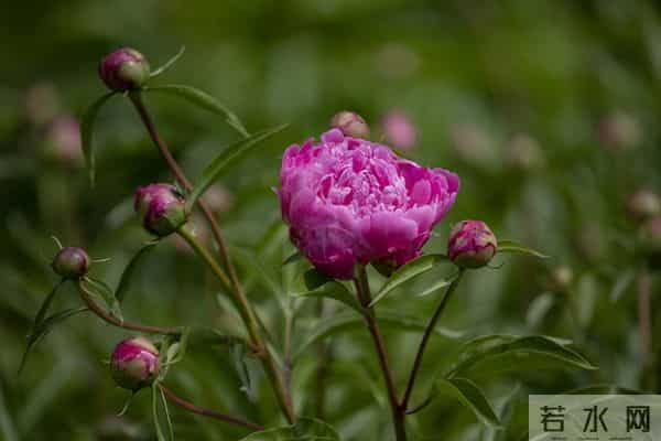 我在等，我在盼，等一场重逢，盼一世相依