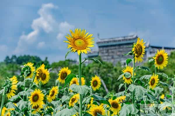 两性关系：为什么女人过了70岁还要找男人？70岁女人的大实话