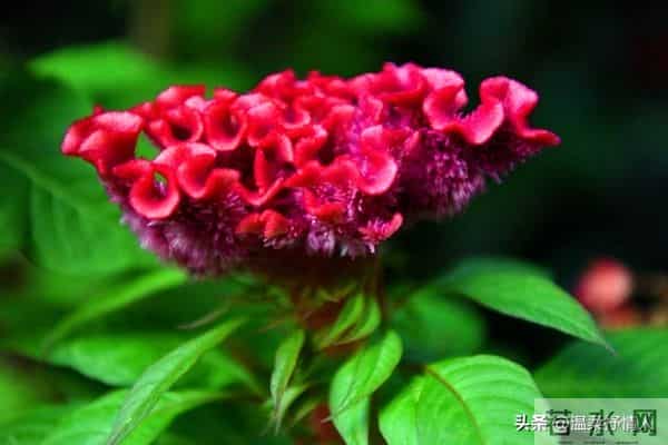 今晚过后霉运清零啦，明天开始，好运要像小尾巴跟着你咯！