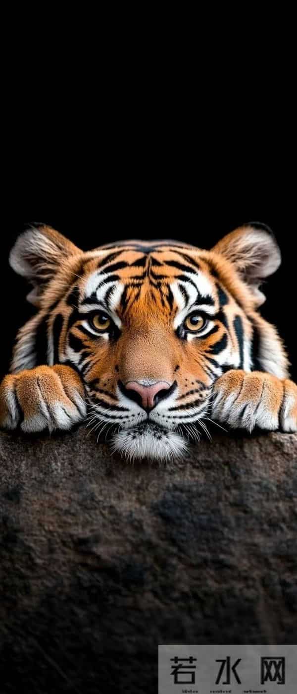 属虎人：明天起，别急！属于你的都在慢慢回来