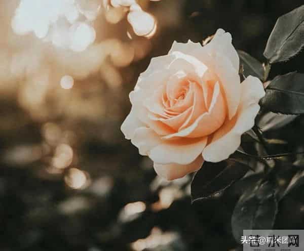 中年男人越是喜欢你，见到你之后，这些反应越明显