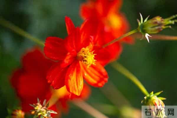 有这些表现，说明你大脑反应贼快！