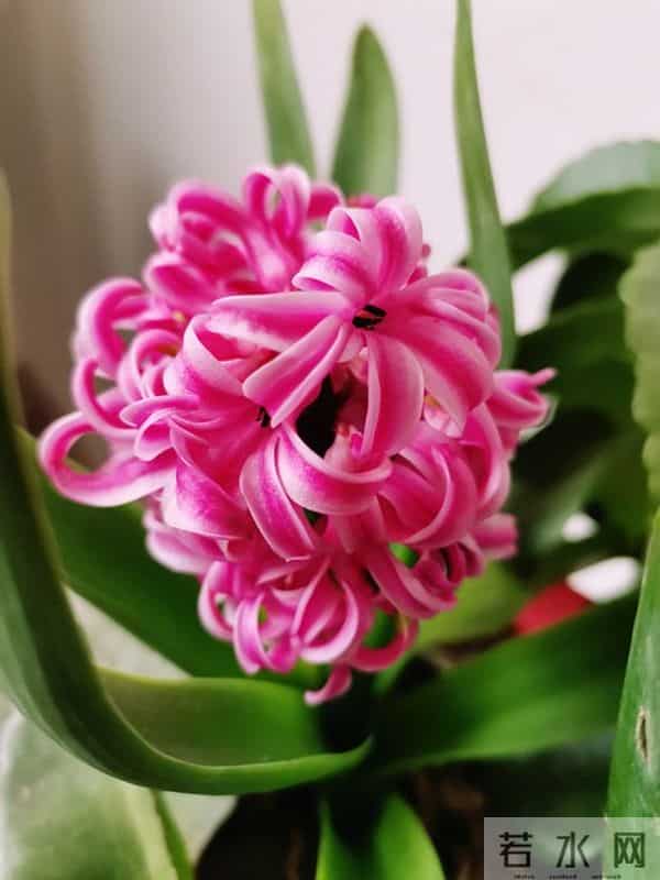 事实上，一个不喜欢你的女人，才会如此对待你